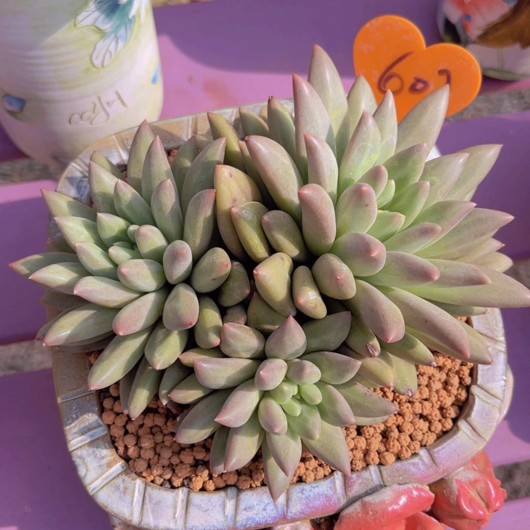 芒*?602号多肉植物一物一拍