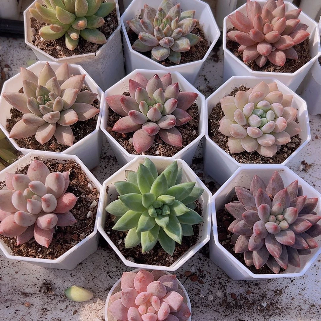 美人系组合10颗白盆发货