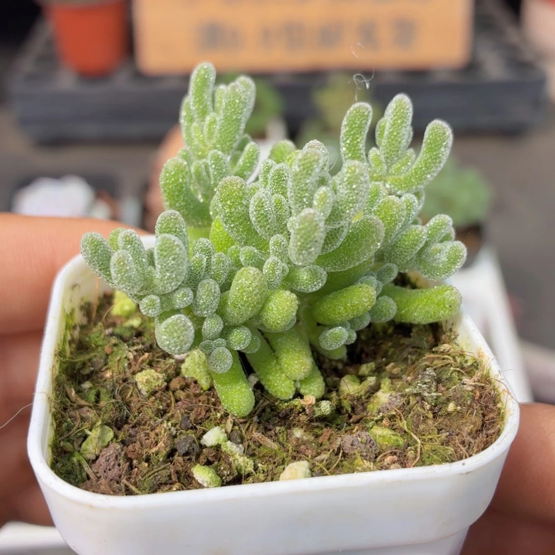 冰晶枝干多肉9.9包邮发货