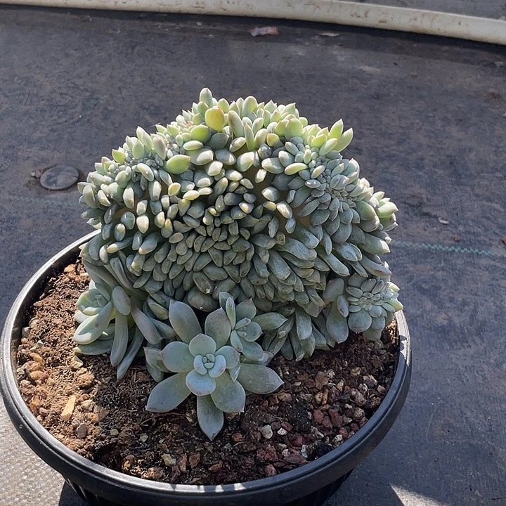 石榴子星影缀化多肉
