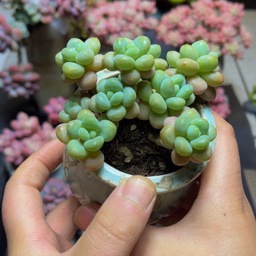 510鱼子酱9厘米多肉