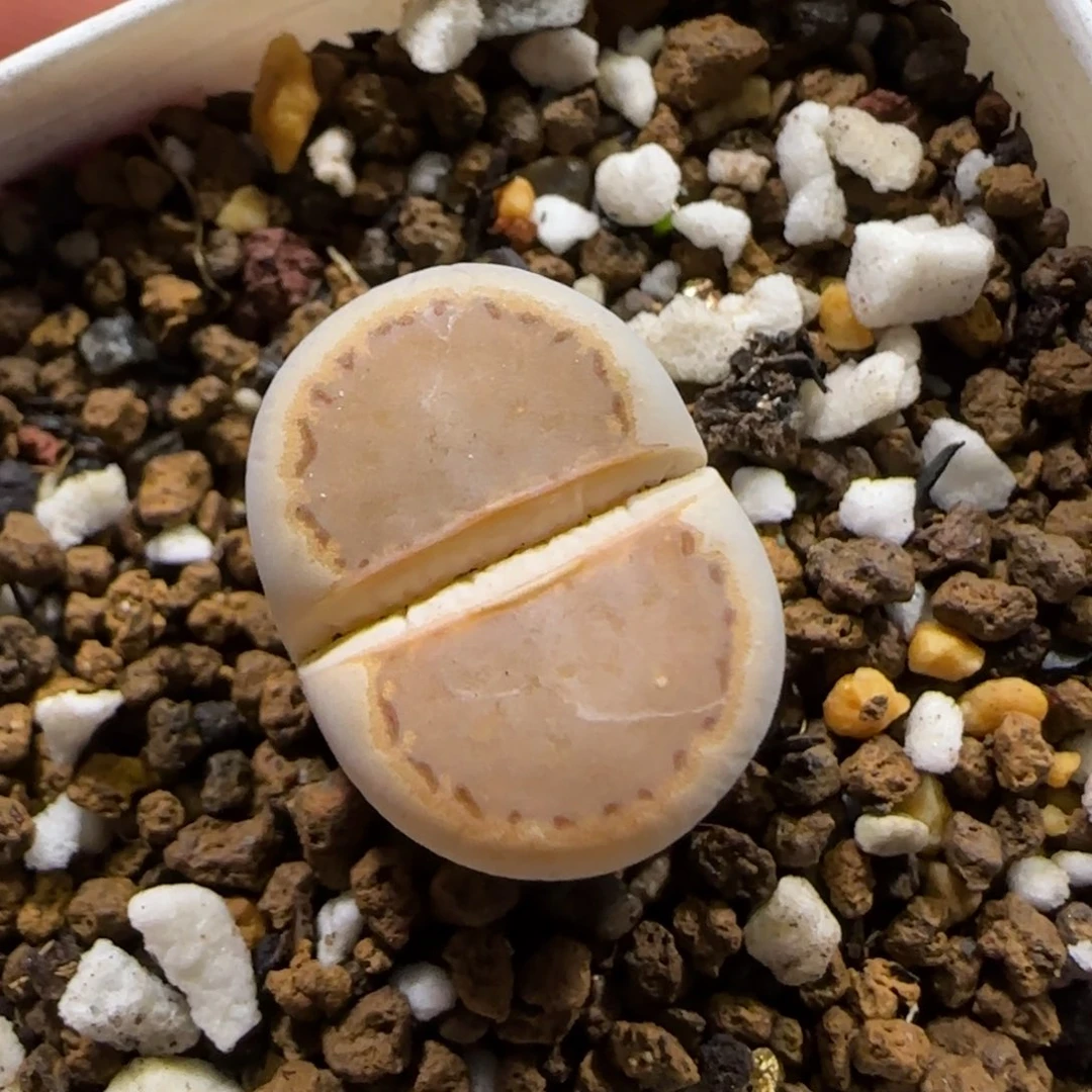 12.26。     1620.5。     2004