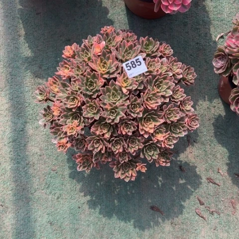 开***人585甜茶朵朵多肉，