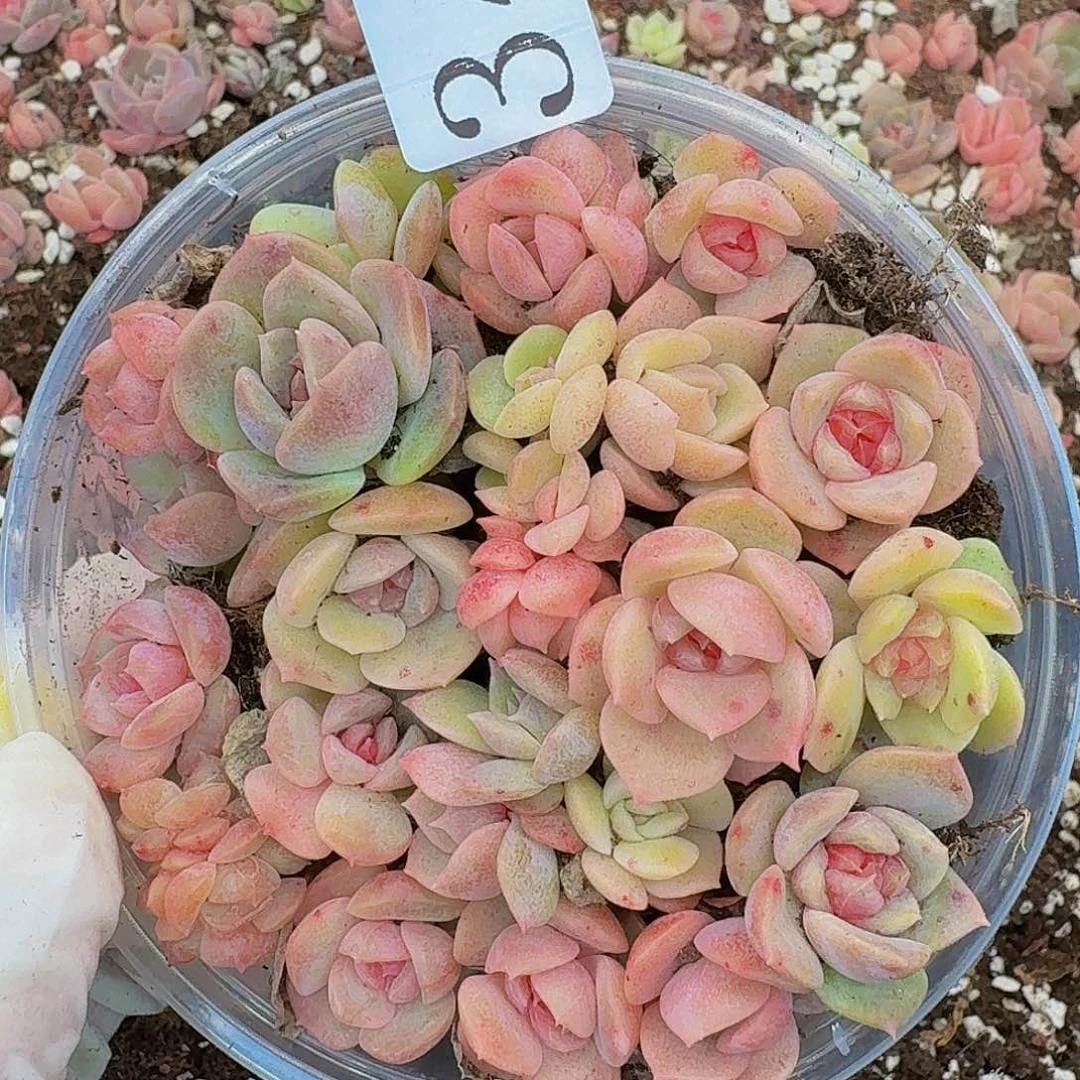 多肉植物多肉植物341