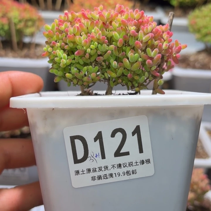 枝干番杏蜜橘糖球D121