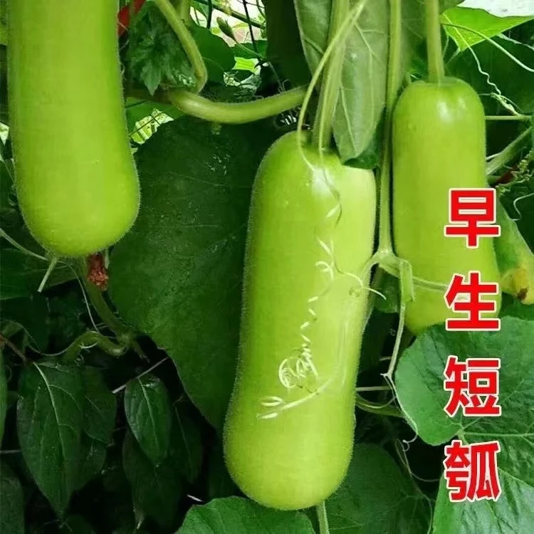 高产长瓠子瓜苗短瓠子瓜苗菜葫芦苗