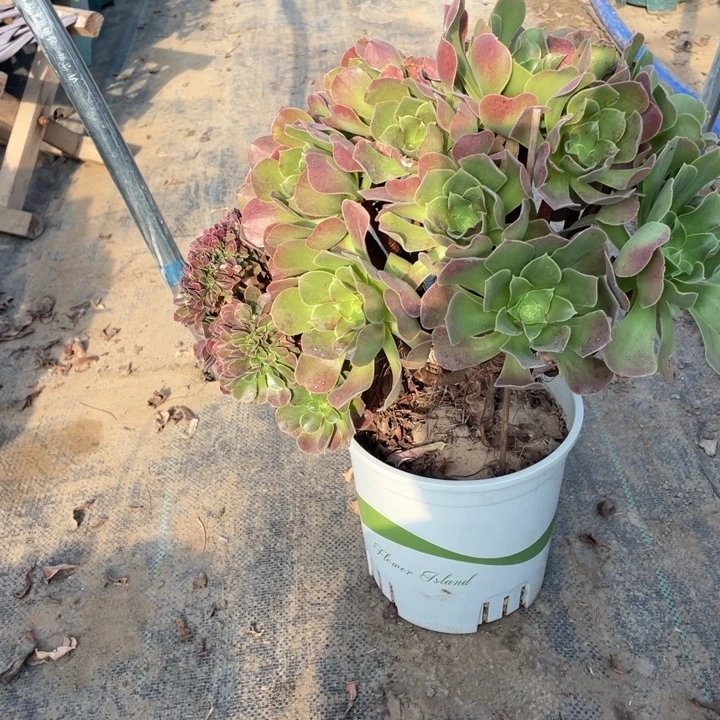 64玫瑰缀多肉植物多肉