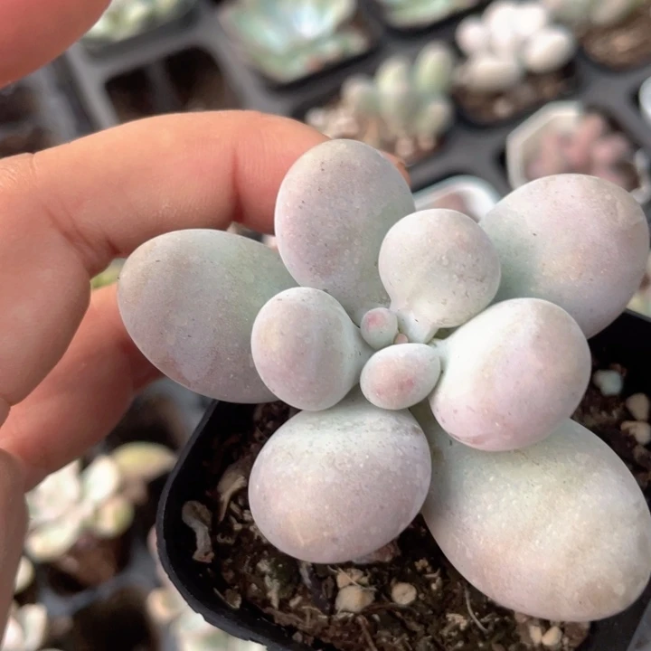 蛋黄奶随机发满18包邮