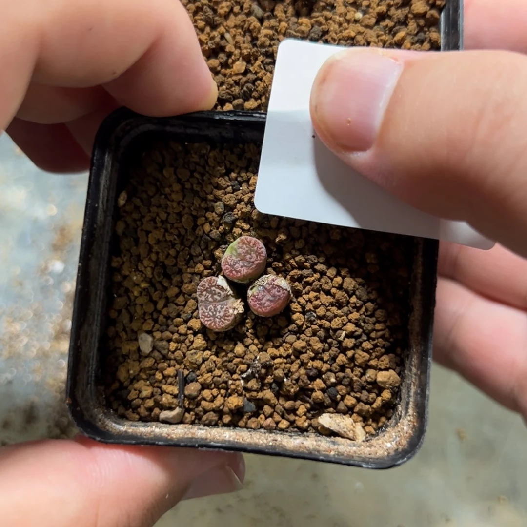 9-93量拍鸟哈尼一群