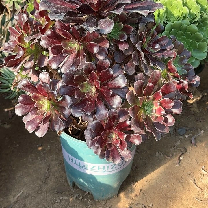 多肉植物欧若拉11