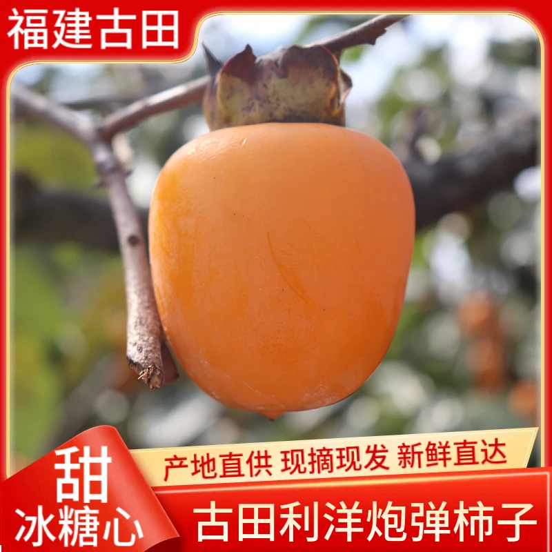 福建古田利洋炮弹柿子当季新鲜水果甜脆柿子黄金炮弹柿现摘现发