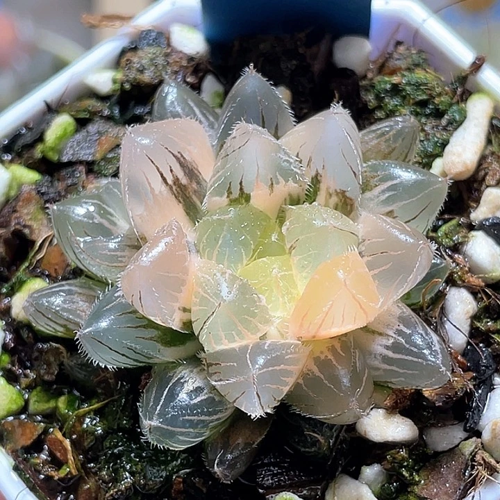 654蓝镜玉露锦一物