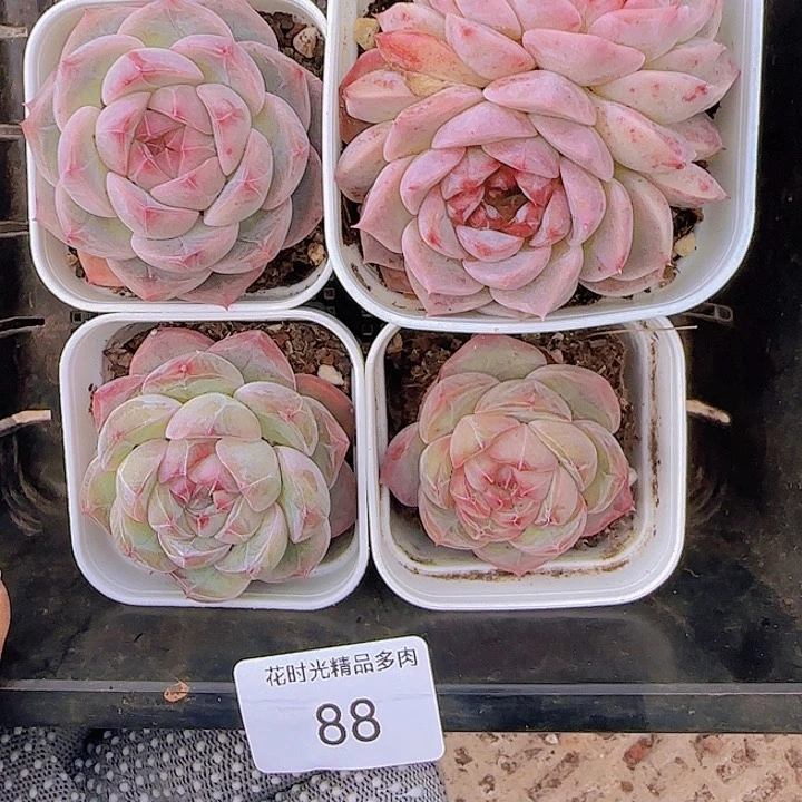 花时光精品多肉88