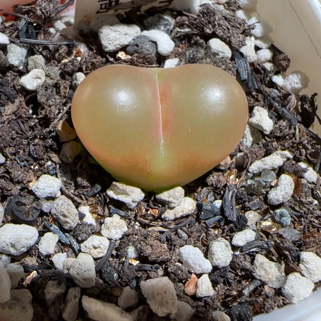 肉锥多肉植物组合-高透顶毛毛124