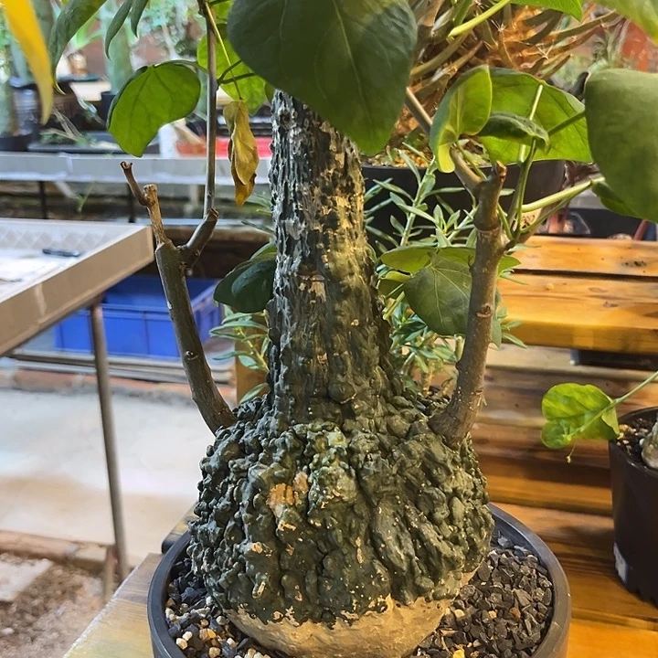 啊***嘞汤圆植物红叶西番莲