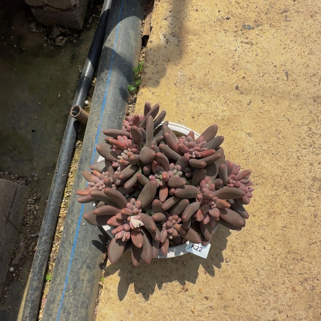 S****。k k k k k k k k k 22