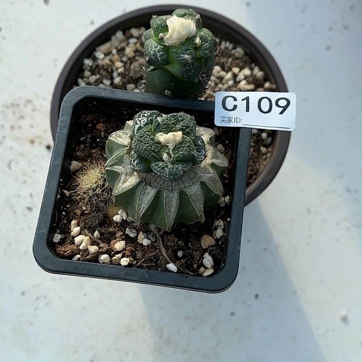 追*?苗接连山牡丹两棵109