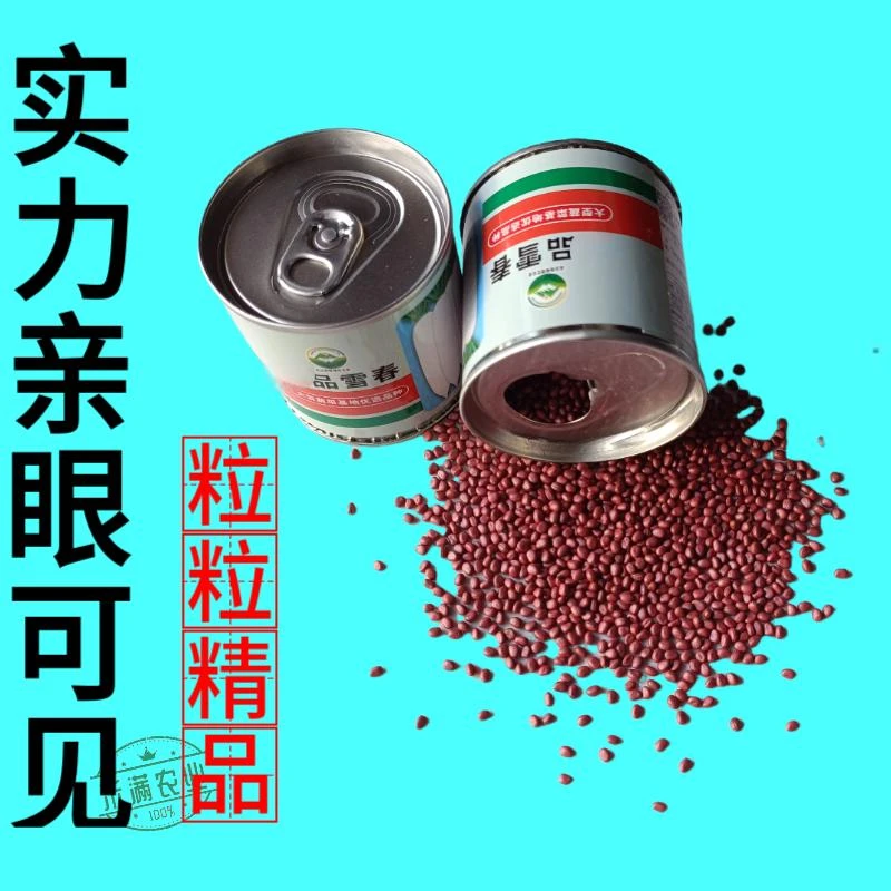 原罐原装雪春萝卜种子春萝卜种子 春萝卜种子籽罐装 萝卜白玉天使
