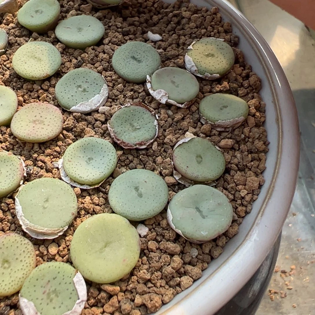 5-180量拍酒杯2颗。多肉