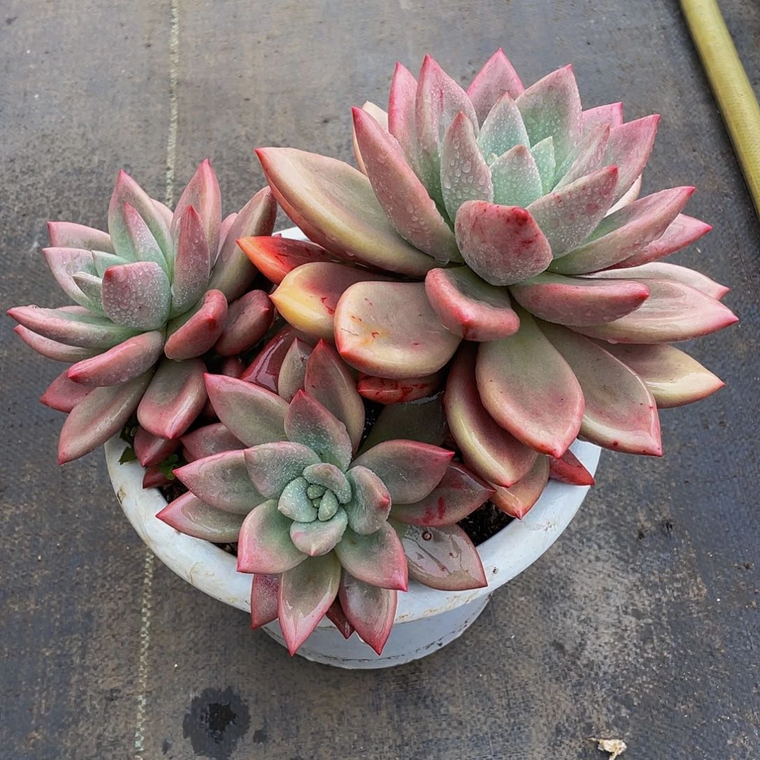 春*桃花源多肉植物