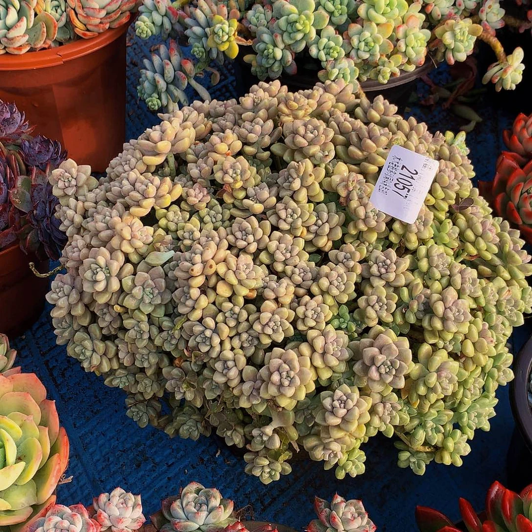 一***木    丸叶姬秋丽多肉21057