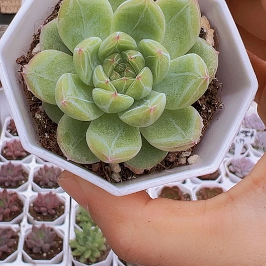 雪花珍妮带盆带土