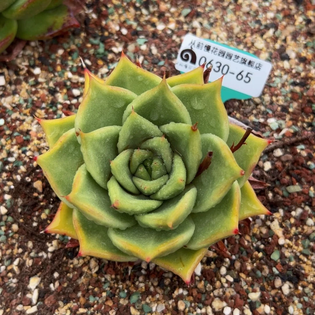 多肉一物一拍0630-65