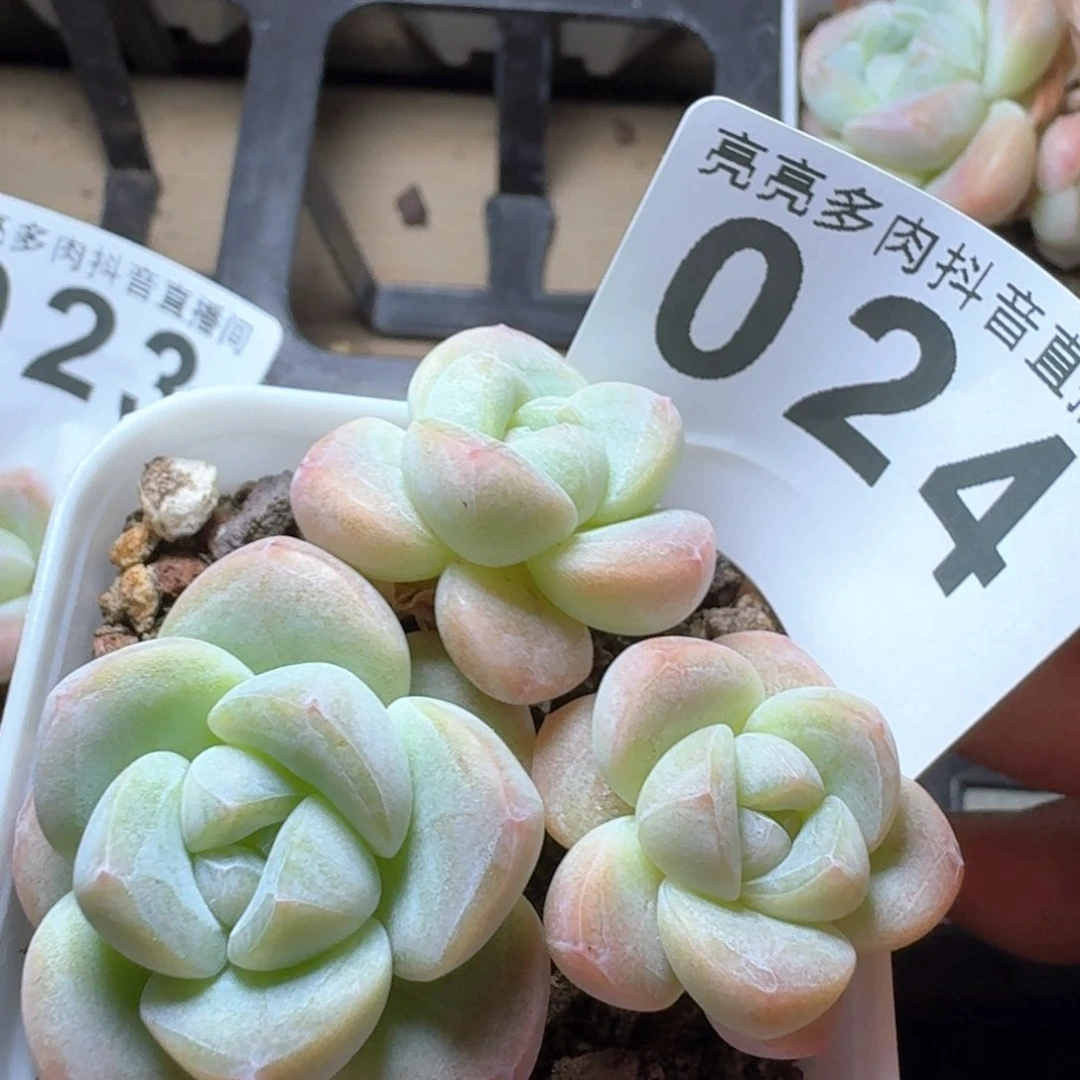 郭*郭小脸冰玉         多肉植物