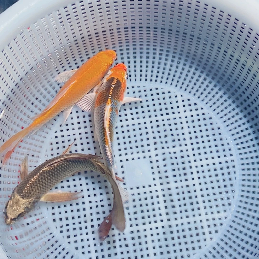 锦鲤锦鲤观赏鱼1111