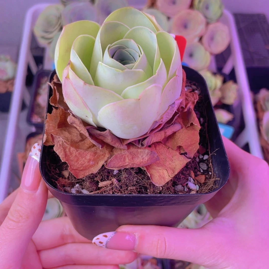 单品一物一拍284号山地玫瑰