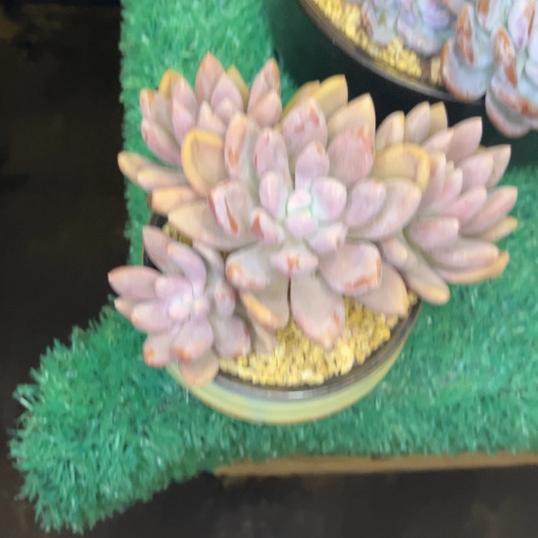 无花朵青*友家多肉一物一拍