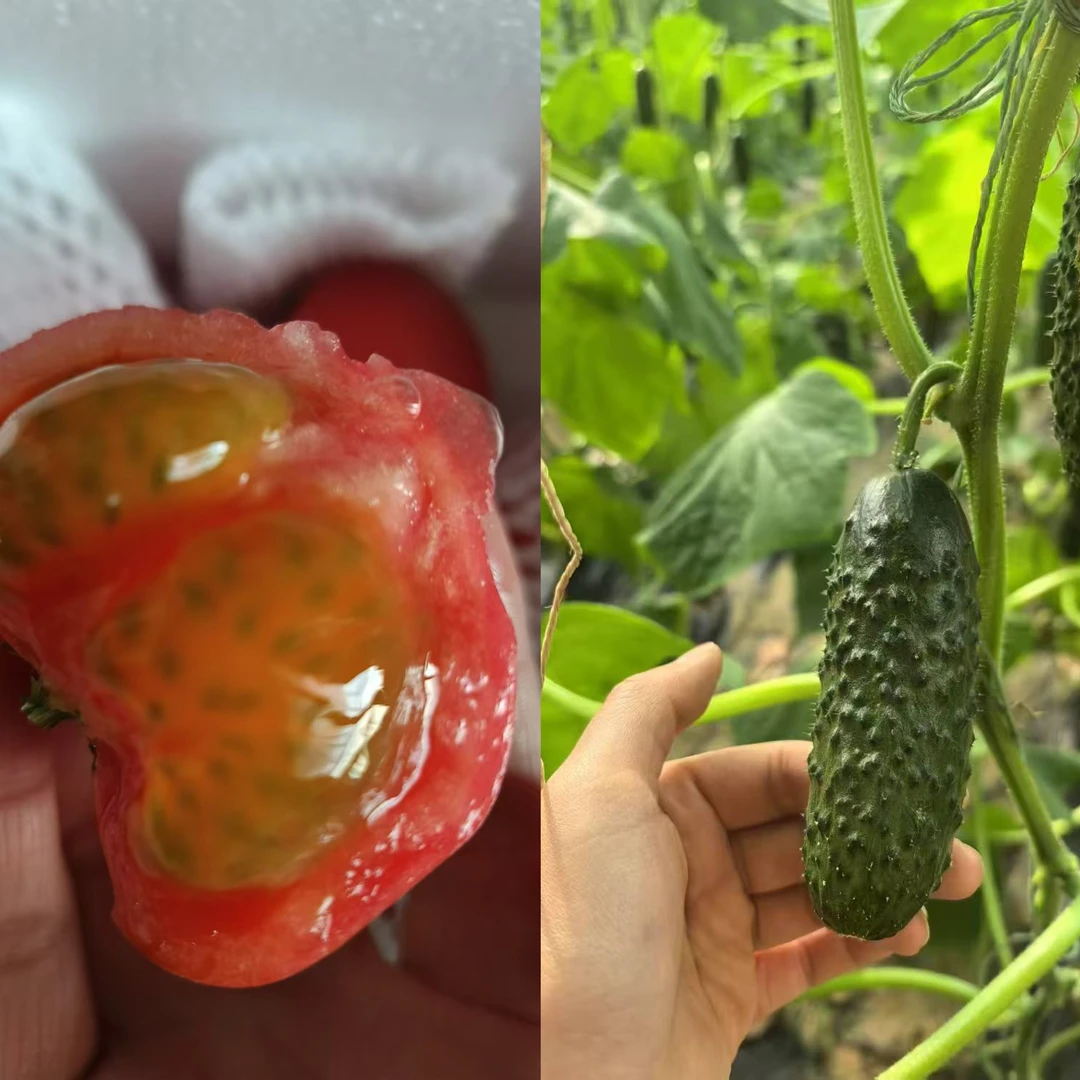 4斤番茄之王+3斤玛莎黄瓜