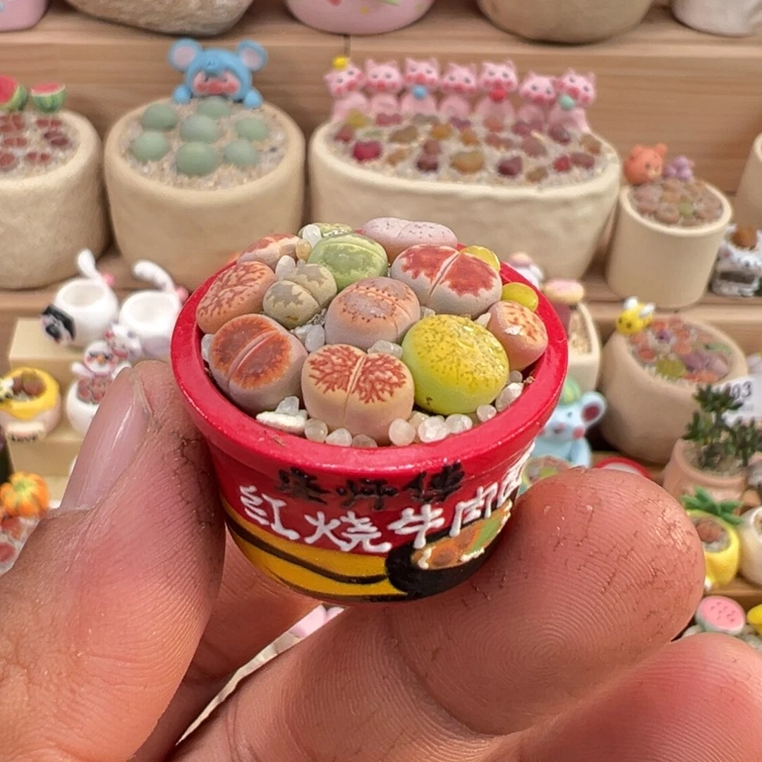 多肉植物5号彩拼带盆