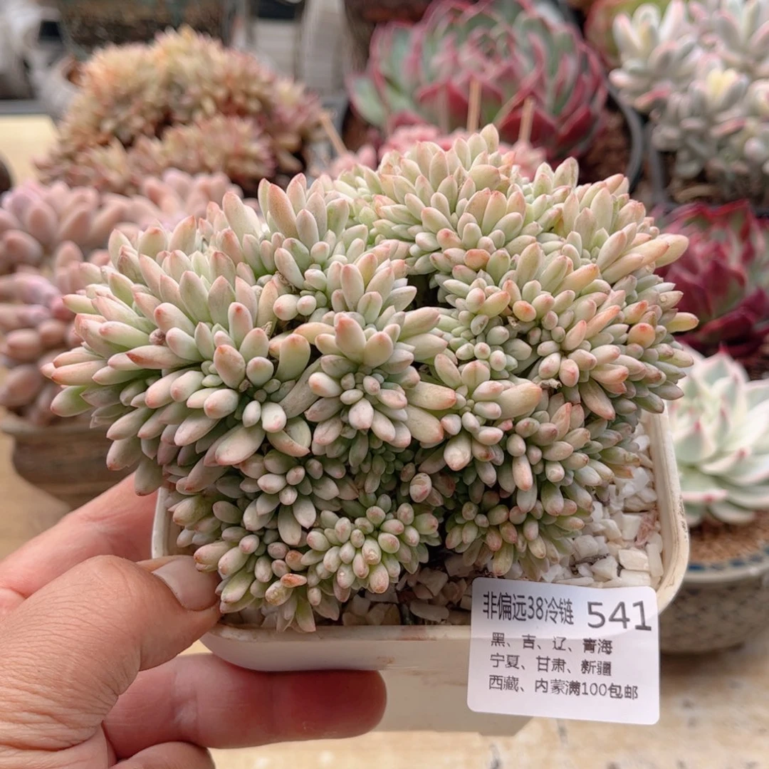 541薄荷锦缀德华多肉