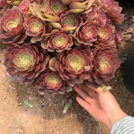 10加急发明天早上八点左右吧