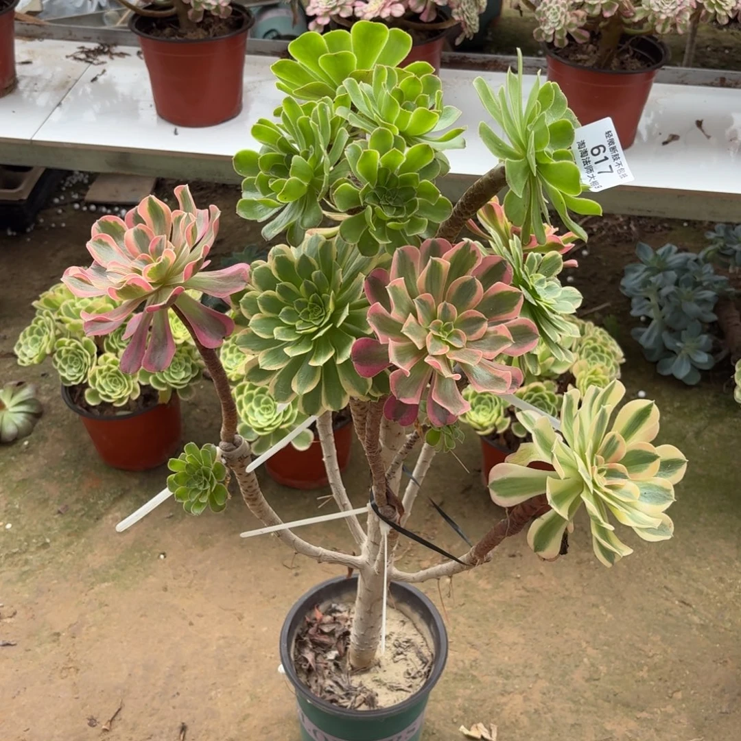 617原始绿嫁接多肉植物