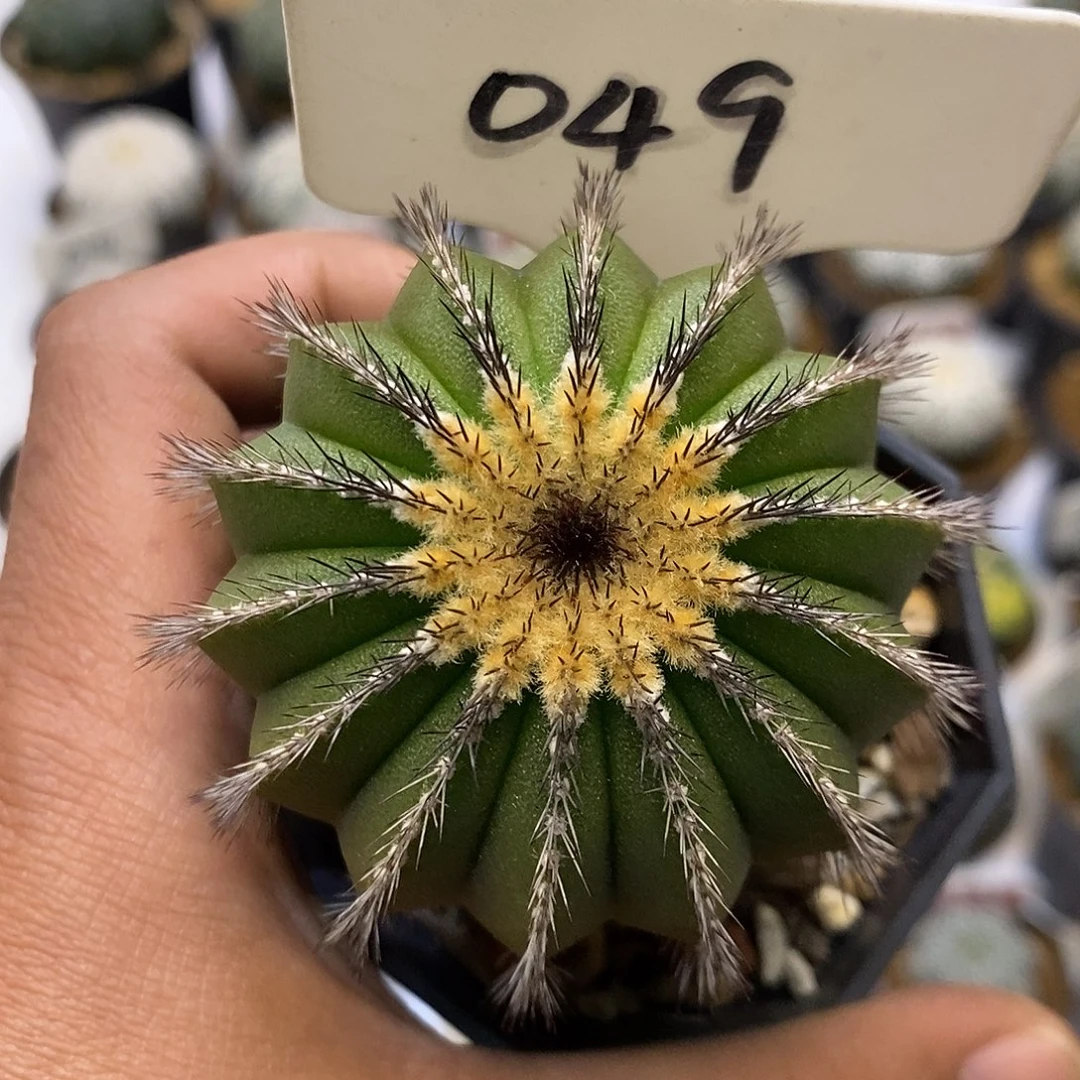 049福利特价来了饿了来了