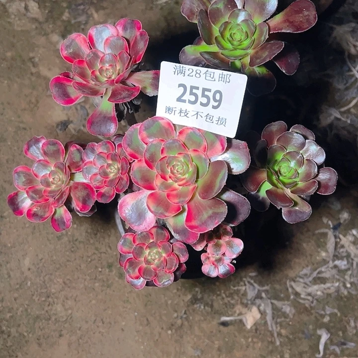 2559香奈儿阴阳多肉植物