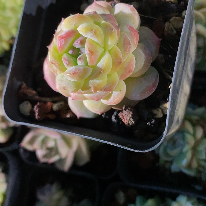 7方冰冰石化带盆