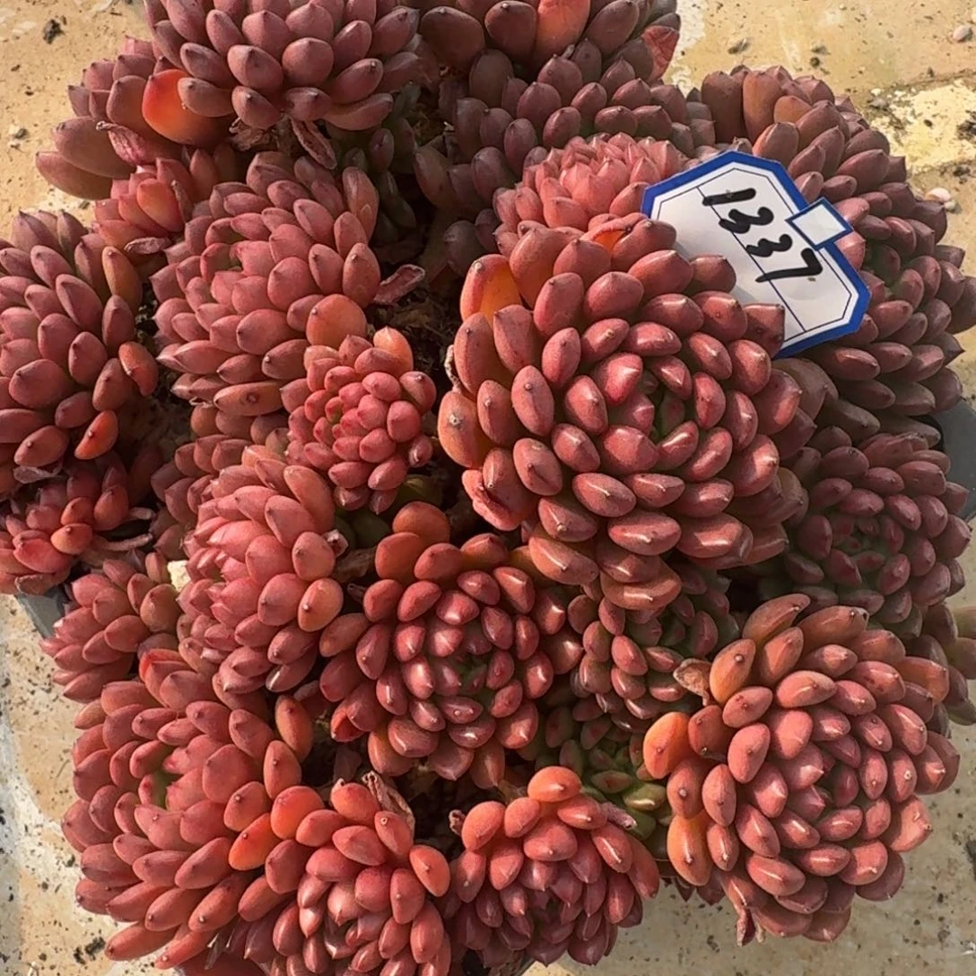 1337红宝石凡艺多肉