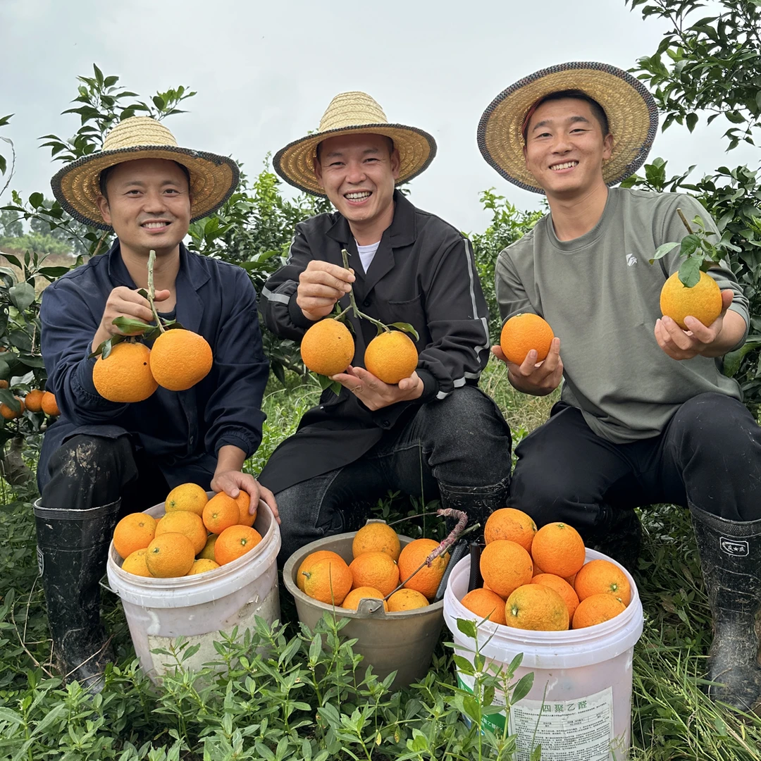 古昌现摘爱媛果粒橙