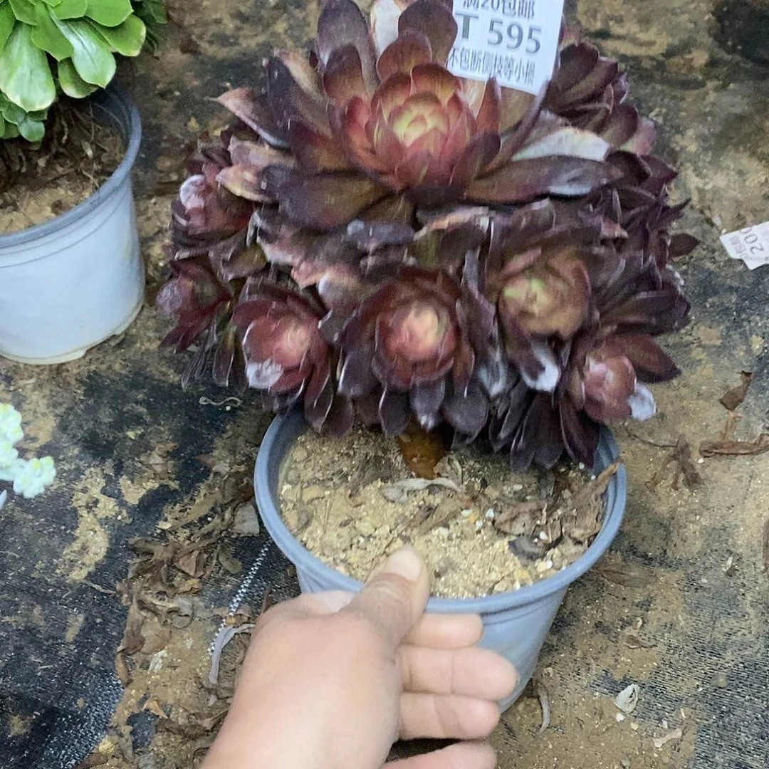 595花无缺多肉法师