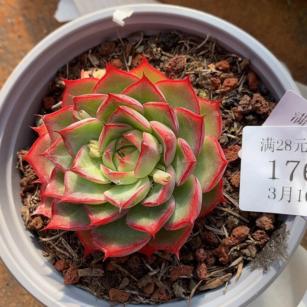 【闪购商品】云1765