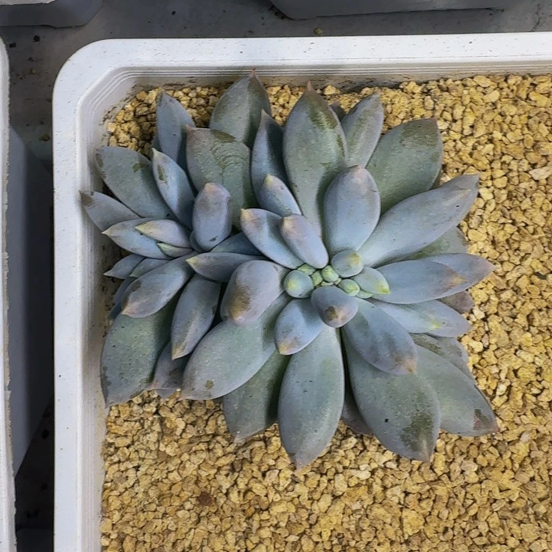 焦糖体 哥特 缀化 一物一拍