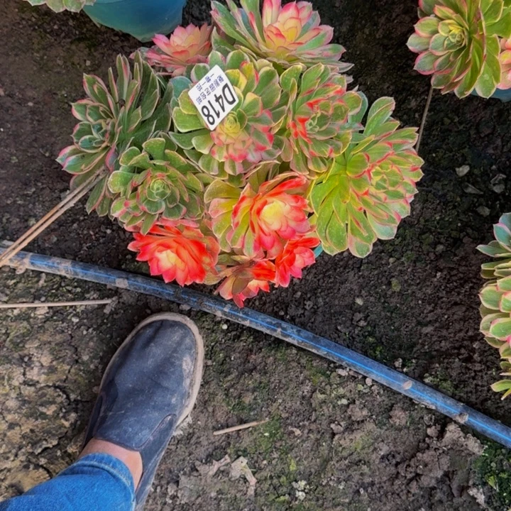 海燕花花25-36包邮花花