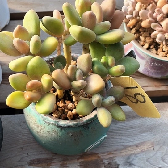 KK美人18号码牌子的话