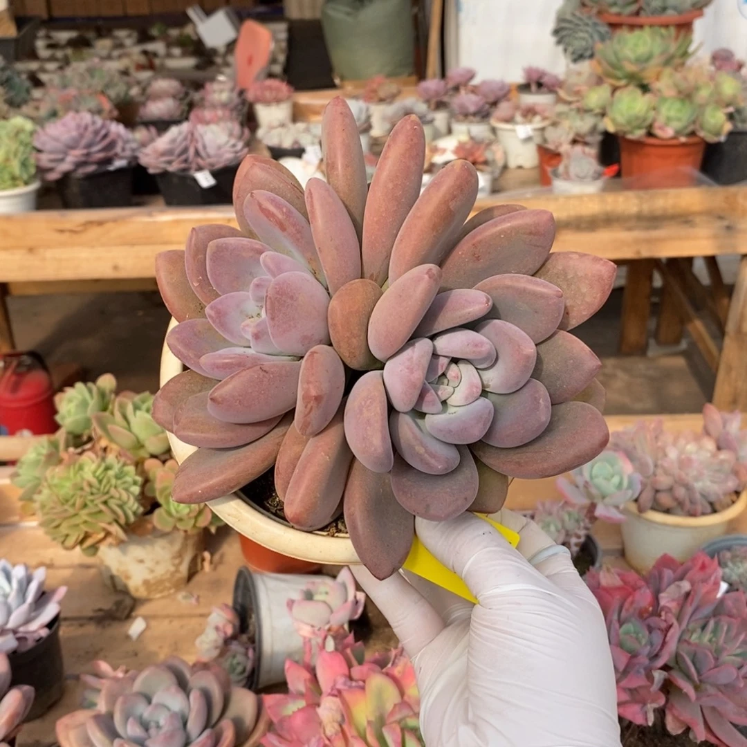 015奥普琳娜一物一拍