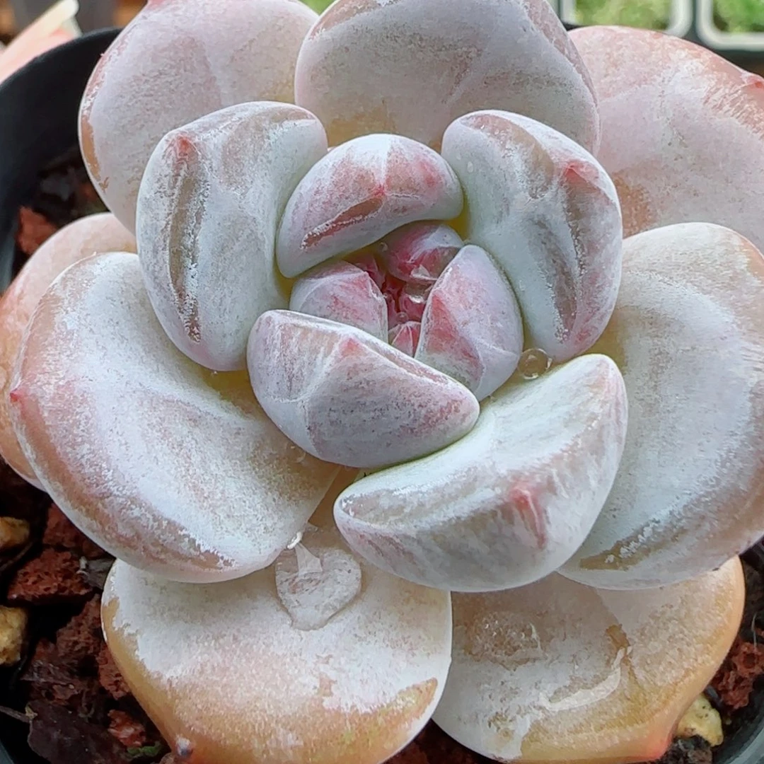 花语逸镜0923-47星颖