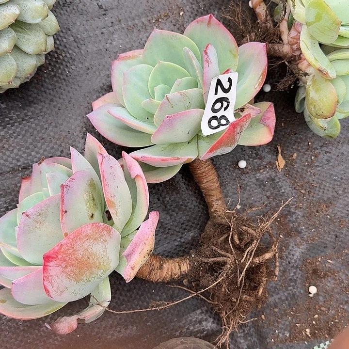 用***0268白凤一个一物一拍