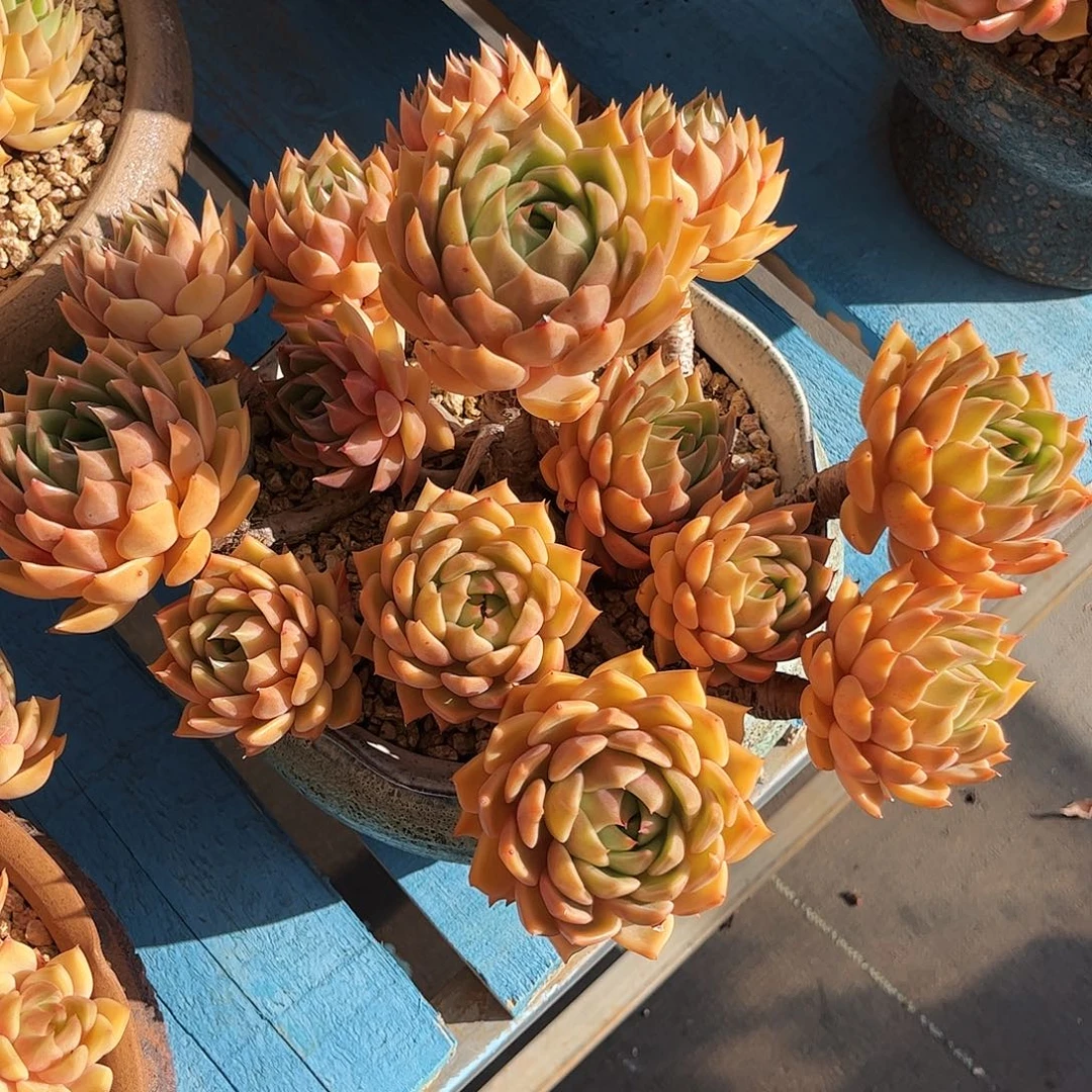 .****金孔雀无砍群带盆物流